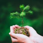 Female hand holding sprout wilde pine tree in nature green forest. Earth Day save environment