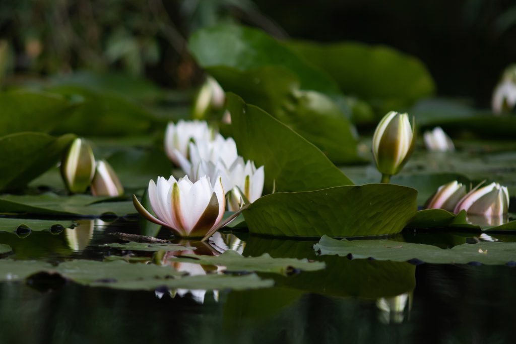 Water flowers of Danube.